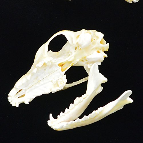 Hot Fox Skull Taxidermy Supplies Art Bone Vet Medicine 1:1 #TOP4