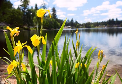 Lincolnshire Pond Plants Ltd - Marginal Aquatic Pond Plant - (Iris Pseudacorus) - 9cm