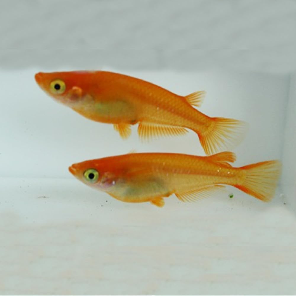 Amazon | メダカ 楊貴妃/初めての楊貴妃 10匹 5ペア/めだか 生体 成魚