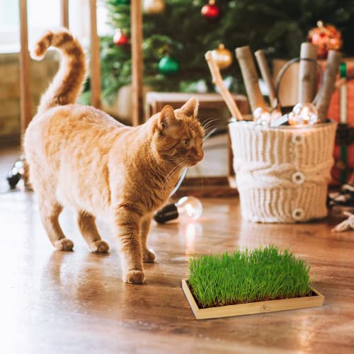 Pfotenolymp® Bambusrahmen mit Katzengras - Pflanzset für Katzen - Pflanzen Set fertig mit Weizengrassamen und Kokoserde - Katzengras Schale - DIY Cover