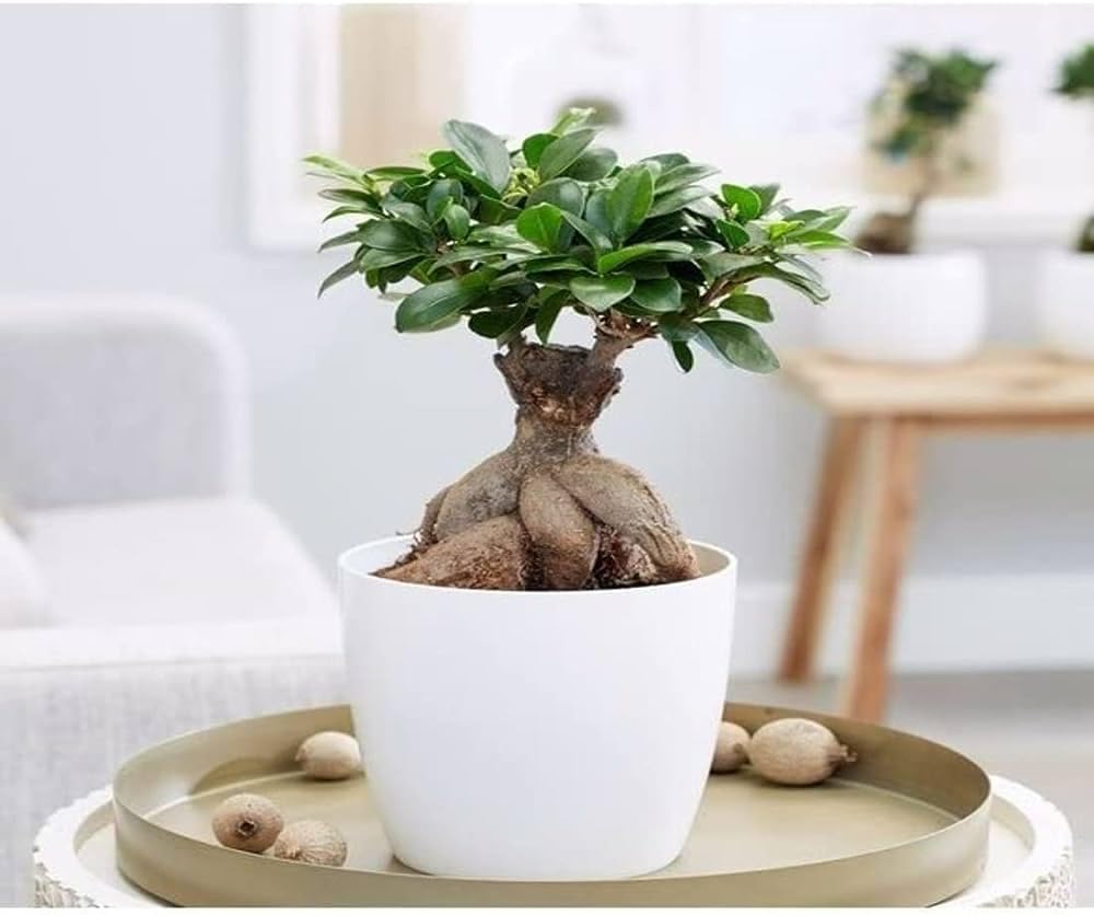 chinese bonsai small size live plant pack of 1 (B0CHRRXNMW) Amazon Price History, Amazon Price Tracker
