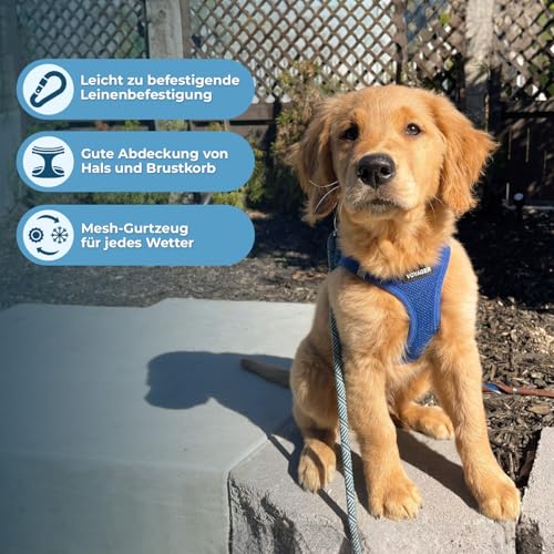Voyager Step-In Air Hundegeschirr by Best Pet Supplies - All Weather Mesh Step in Vest Harness für kleine und mittlere Hunde, Königsblau, size L - Brust 45-52 cm