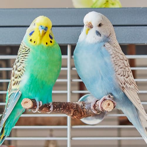 Image of 6PCS Bird Perch Natural Wood Grape Stick Bird Stand, 4 Grape Stick Paw Grinding Fork Parakeet Chewing Stick 2 Parrot Stand Branch