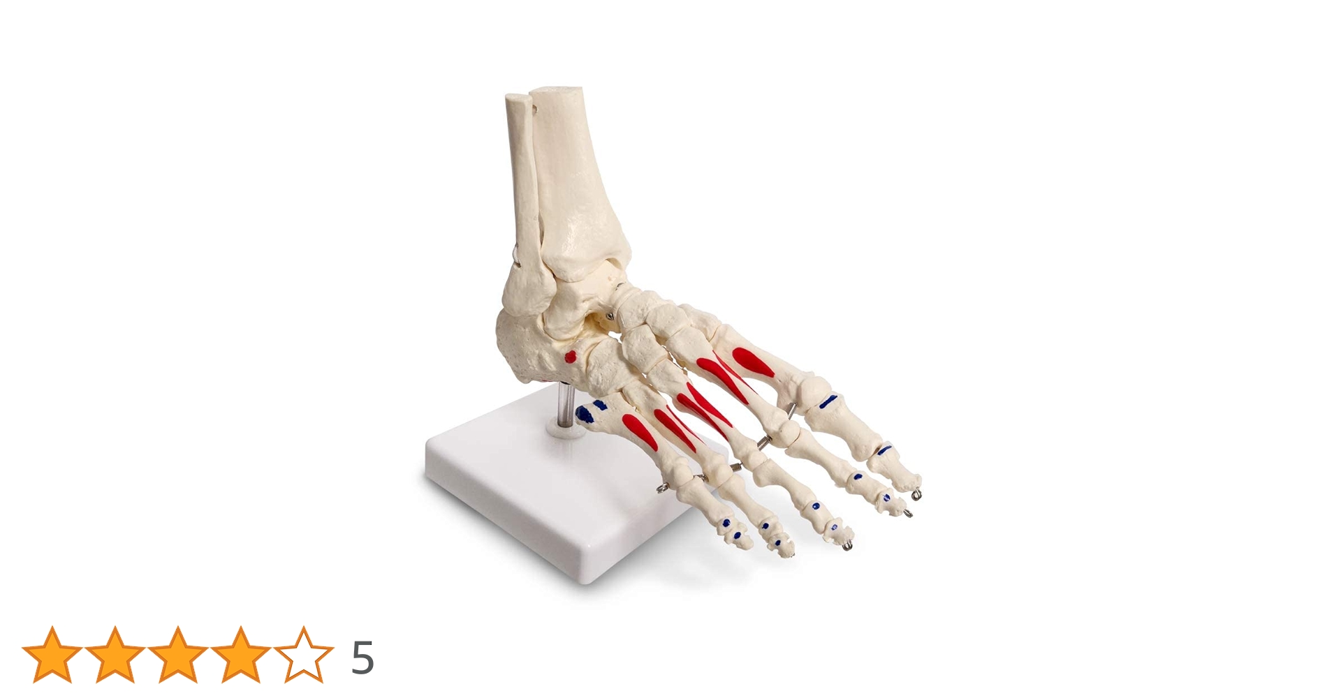 51OX89lBnXL.jpg_BO30,255,255,