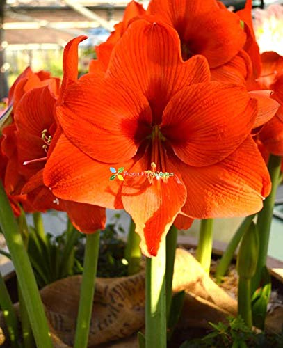 Imp. Amaryllis Lily Flower Hybrid Bulbs For Home Gardening Planting (Orange Sovereign, Pack Of 2 Bulbs)-image-31