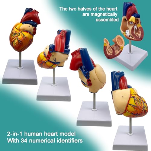 Image of Basook Human Heart Model - 2-in-1 Design, True-to-Life Scale, 34 Anatomically Numbered Structures, Magnetic Connection, for Medical and Biological Teaching