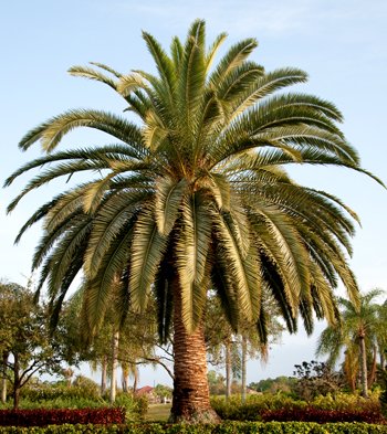 Creative Farmer Palm Tree Seeds For Planting Date Palm Fruit Seed...