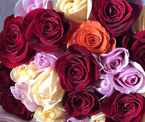 PURIZA ԉԑ o [Y ~bNX ԑ ܂ o^C ̓ a j j ʉ (20{)