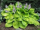 Hosta sieboldiana ‚Sum and Substance' / Funkie, Herzblatt-Lilie