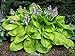 Produktbild 3 x Hosta sieboldiana Sum and Substance' 1 Liter (Funkie, Herzblatt-Lilie)