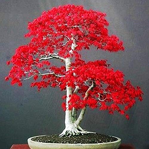 Maple Tree Seeds for Yard Gardening Plant,20Pcs Red Maple Tree Seeds Acer Palmatum Plant Bonsai Home Garden Yard Decor - Maple Tree Seeds by ZHOUBA