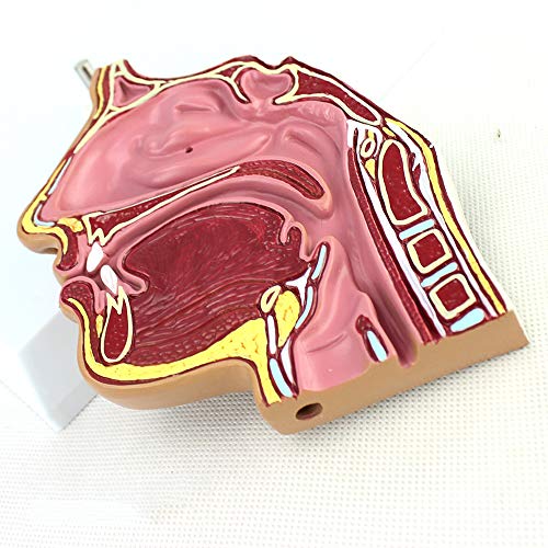 Modèle anatomique de la cavité nasale pour formation médicale et endoscope nasal