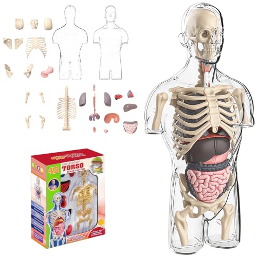 Image of 4D Anatomy Model Human Half Body,Clear Human Body Structure Model Include Bones,Organs,Muscles,Removable Human Organ Model for Study,Teaching Demonstration,Science Early Learning
