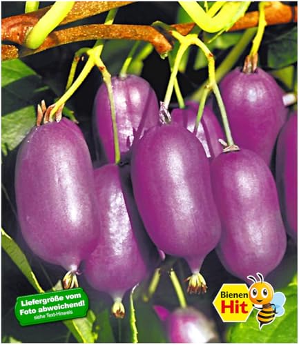 BALDUR Garten 2er Kiwi Ken's Red® (inkl. Befruchter), Pflanzen im 9x9 cm-Topf, Actinidia arguta, Kiwipflanze winterhart, mehrjährig, reiche Ernte an essbaren Früchten, Obst-Rarität