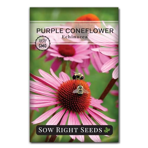 Sow Right Seeds - Purple Coneflower/Echinacea Flower Seeds for Planting - Non-GMO Heirloom - Plant for an Herbal Tea Garden - Attract Pollinators - Great Cut and Come Back Flower (1)