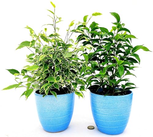 FICUS BENJAMIN NANO VERDE E VARIEGATO IN VASO CERAMICA AZZURRO, 2 PIANTE, VASO 13CM DIAMETRO, piante vere