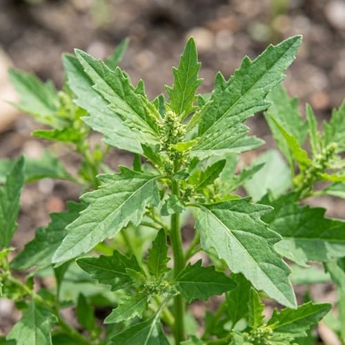 500 Epazote Seeds Semilla de Epazote (Chenopodium ambrosioides) Mexicano Heirloom Herb Seeds for Planting Outdoor Garden & Containers High Germination Rate