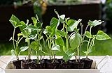 Yams Slips for Planting - Grow Your Own Orange/Red Sweet Potatos (3 Slips)