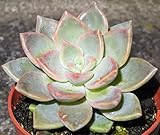 Portal Cool Graptoveria CV Acaulis 2X Succulent Plant Leaf Clone Propagation XLC:Seeds Only