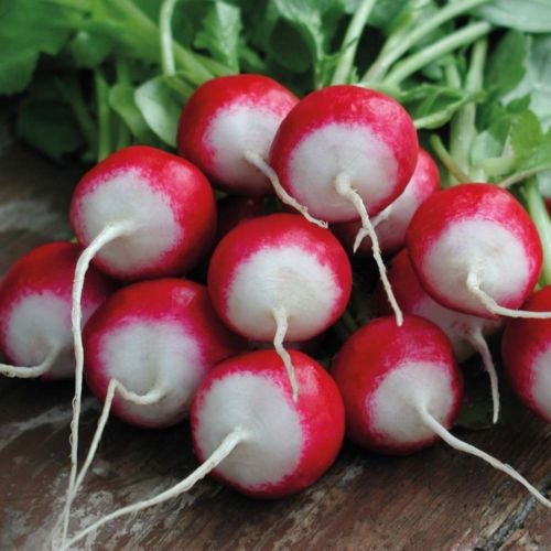 Semillas de rábano bengala para plantar | Semillas de Rábano Fresco, Crujientes y Picantes, Perfectas para Ensaladas, Alto Rendimiento, Fáciles de Cultivar en Jardines Domésticos - 300 Piezas