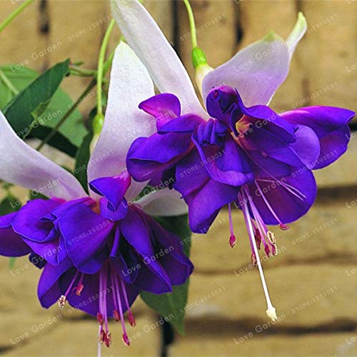 . Purple Double petals fuchsia Bonsai potted flower bonsai potted hanging plants fuchsia Flowers garden plant 100 pcs/bag: 7: Only Seeds