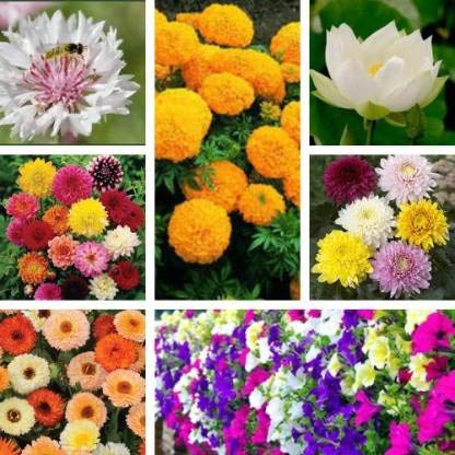 Crapulous Plant Seeds For Home Garden Flowers Combo of 7 Packet of Seeds Winter, Summer & Spring & All Season Garden Flower Seed (10 per packet) (B09BJGJNC6) Amazon Price History, Amazon Price Tracker