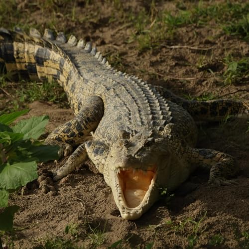 Ramree Island, Gustave and Crocodile Co-Existence