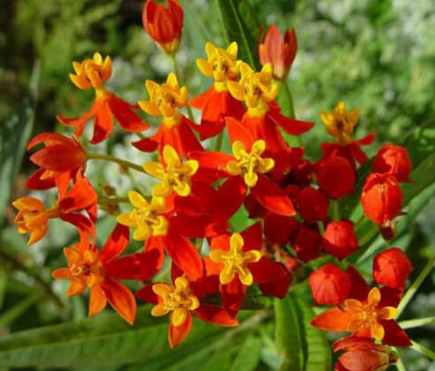 BLOOD FLOWER SCARLET MILKWEED Asclepias Curassavica seeds (B09W4VNXCW) Amazon Price History, Amazon Price Tracker