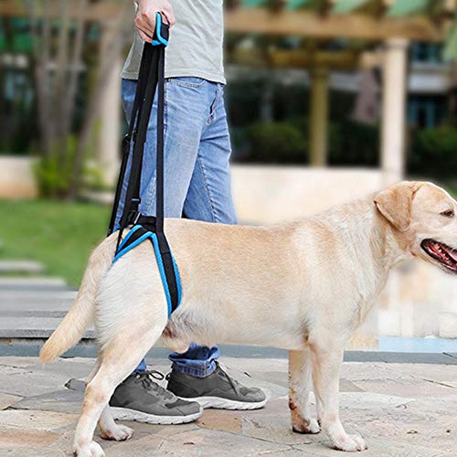Pssopp Cane Sollevare Supporto, Imbracatura di