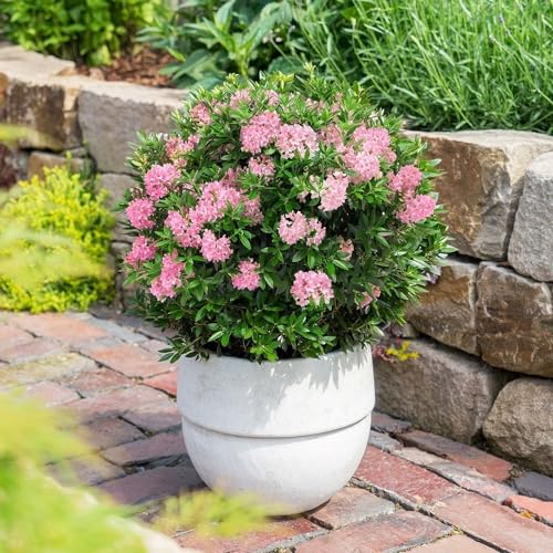 Plant Theory Bloombux Magenta Rhododendron Shrub Plant 2L Pot