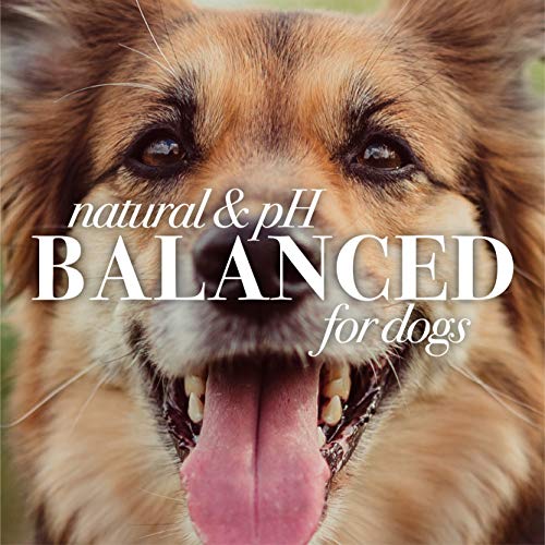 Burt's Bees For Pets Care Plus+ Natural Deep Cleansing Charcoal & Coconut Oil Shampoo | Dog Shampoo To Naturally Purify And Replenish Dog's Skin & Coat | Ph Balanced For Dogs - Made In Usa, 16 Oz #TOP7