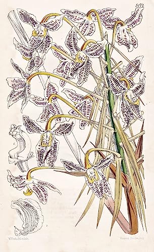 Schomburgkia Lyonsi. Mr. Lyons' Schomburgkia. Tab. 5172 - Jamaica Jamaika / Orchidee orchid / Pflanze Planzen plant plants / flower flowers Blume Blumen / botanical Botanik botany / aus 
