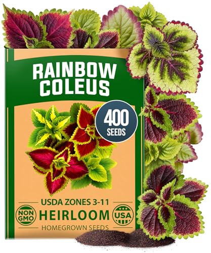 Image of HOME GROWN Coleus Rainbow Seeds - 400 Count 0.04 oz Flower Seed, Coleus scutellarioides 'Rainbow', Indoor Plant Seeds for Containers, Shade Gardens, Decorative Multicolor Foliage