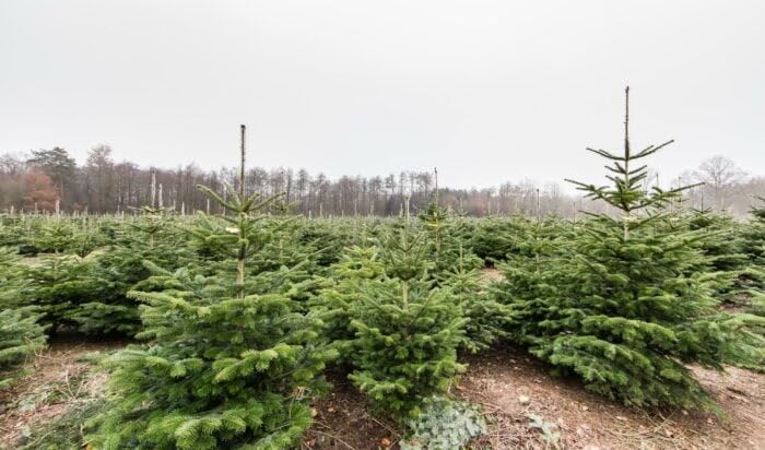 10st. Nordmanntannen 20-40cm 5j. Nordmanntanne Weihnachtsbaum Abies nordmanniana Wurzelware