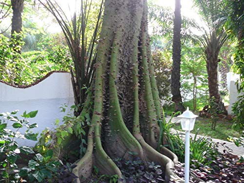Homely Kapok (Seidenbaumwollbaum), Ceiba Pentandra, Baumsamen (schnell, tropisch) 20 - Image 3