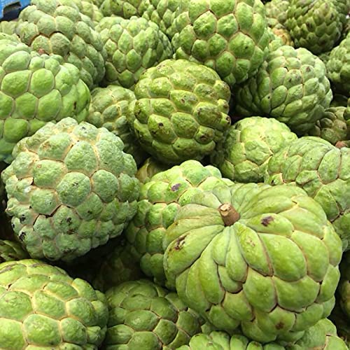 50Pcs Annona Squamosa Tropical Fruit Tree For Planting Outdoors #TOP2
