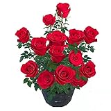 Rose 'Rodas' Plants Live Ready to Plant Outdoors ,Bright Red Rose Bush,Large Flowers Rose Hedging,Living Tinged Rose Plant,Home Garden Yard Decor Blooms Easy Planting