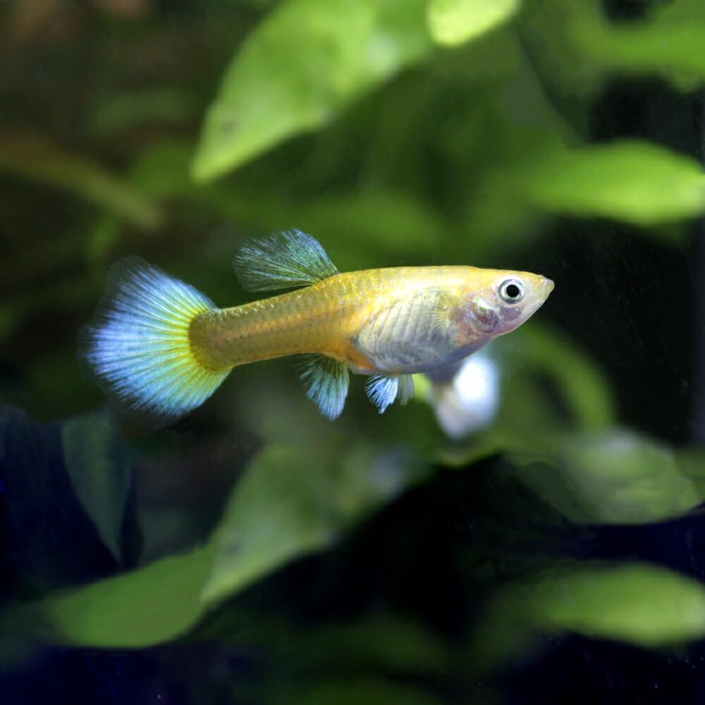 Amazon | 【charm】（熱帯魚）ゴールデンスーパーフルプラチナ 