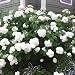 Annabelle Hydrangea (1-2 feet tall in gallon containers) Bountiful White Summer Blooms