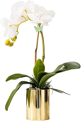 Miniatura 6 de 30 clips de orquídea mariposa – Clips de plástico para plantas de jardín para flores, vides, ramos y tallos (color al azar)