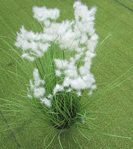 Image of FOX & FERN Artificial Grass Plant for Home /Office Decor | Faux Plant to Elevate Any Indoor /Outdoor Space(Clouds Grass White-30)