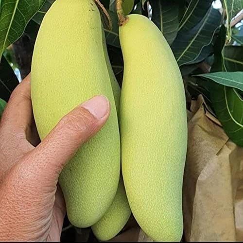 Original Banana Mango Live Plant Special Thai Variety Grafted Hybrid Live plant Pack Of 1 (B0D5DH8Z4J) Amazon Price History, Amazon Price Tracker