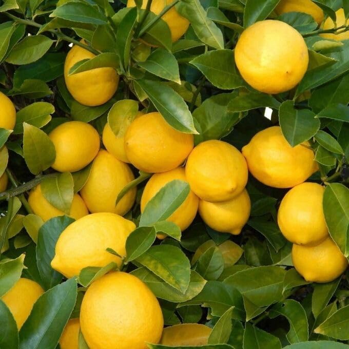 DIARAA All time sadabahar Kagzi Nimboo | Fruit Plant | Lemon Tree (pack of 1) 3