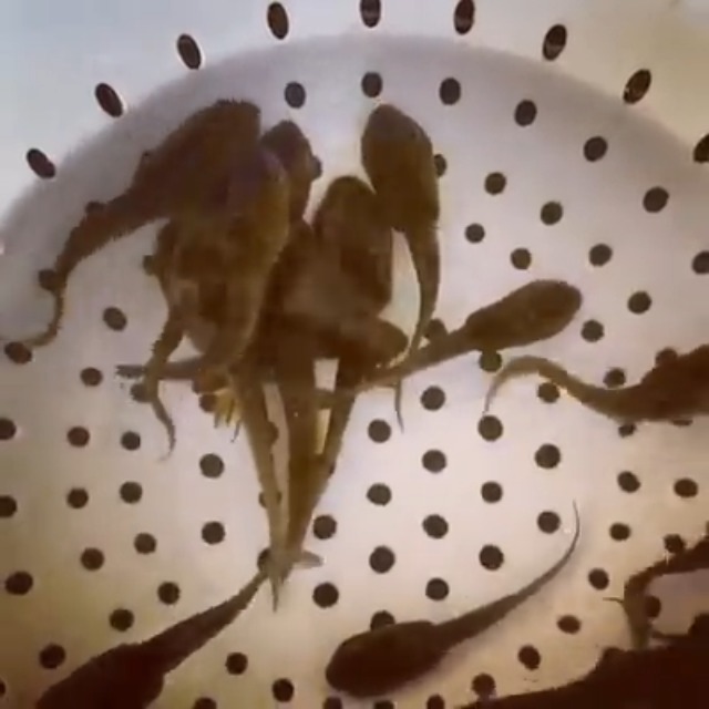 Watch Toledo Goldfish Bullfrog - Tadpoles Pollywogs on Amazon Live