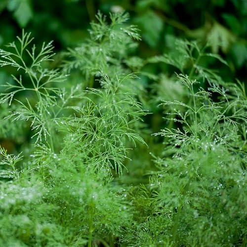 semillas de eneldo perenne resistente, eneldo semillas de invierno balcón resistentes jardín 800pcs