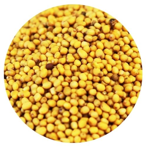 IG^}X^[hV[h 100g Ji_Y Ji_No,1O[h z[Ch}X^[h XpCX Oriental mustard seed spice h spice sujino ؖ쏤X