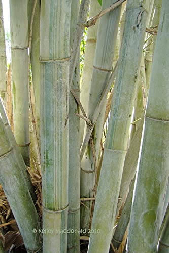 Amazon.com : Angel Mist The Ghost - White Bamboo - Dendrocalamus Minor - 1  Gallon Size Plant : Patio, Lawn & Garden