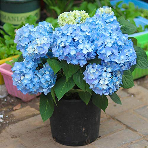 Semillas de flores de hortensias azules 20 piezas Perennes orgánicas frescas plantas...
