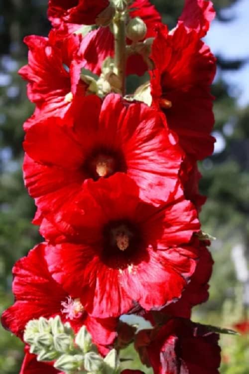 25 semillas de hollyhock rojo brillante flor perenne jardín semillas flores semillas flor