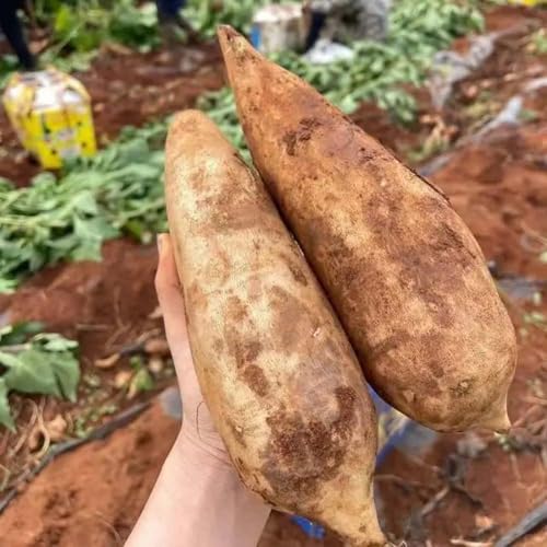 semillas yacón variedades antiguas jardín de bonsái perennes de balcón Smallanthus sonchifolius fácil cultivo orgánicas 30pcs